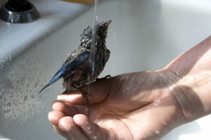 Птица на руке моется под краном
